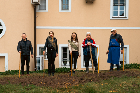 V Mestnem vinogradu v Ormožu smo zasadili nove trte 